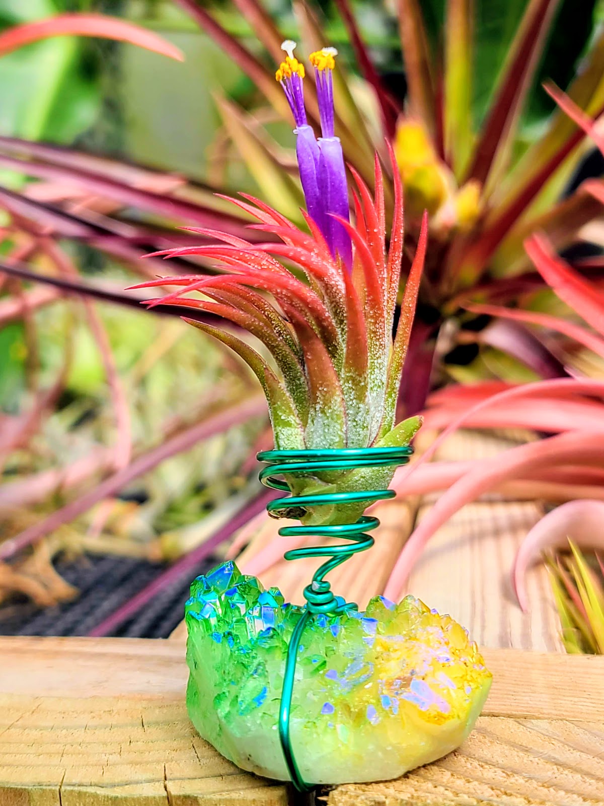 WYSIWYG Green + Yellow Aura Quartz Cluster Air Plant Holder with Ionantha Mexican