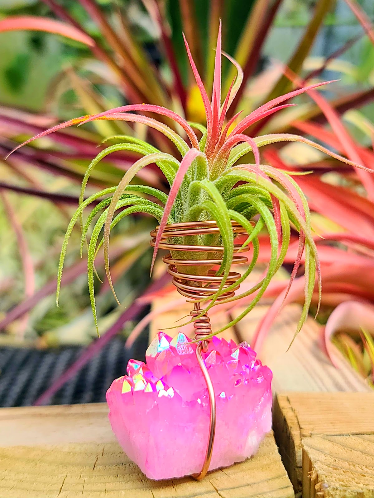 WYSIWYG Pink Aura Quartz Cluster Air Plant Holder with Ionantha Mexican