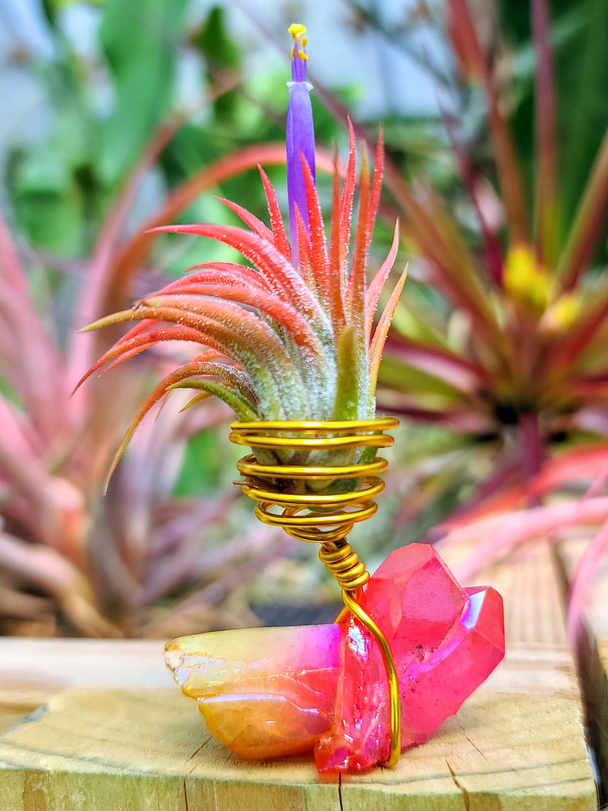 WYSIWYG Sunburst Pink Aura Quartz Air Plant Holder with Ionantha Mexican