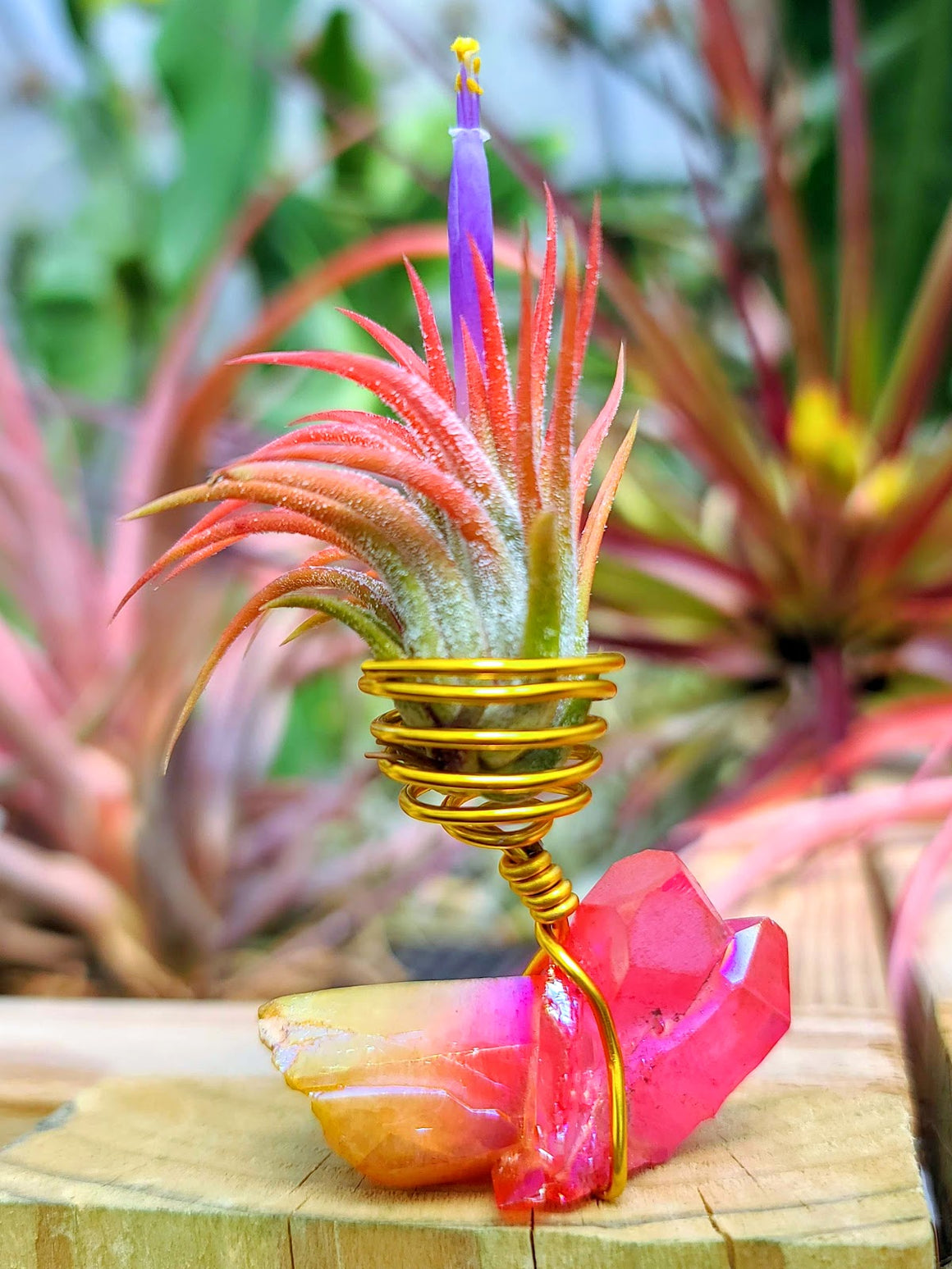 WYSIWYG Sunburst Pink Aura Quartz Air Plant Holder with Ionantha Mexican