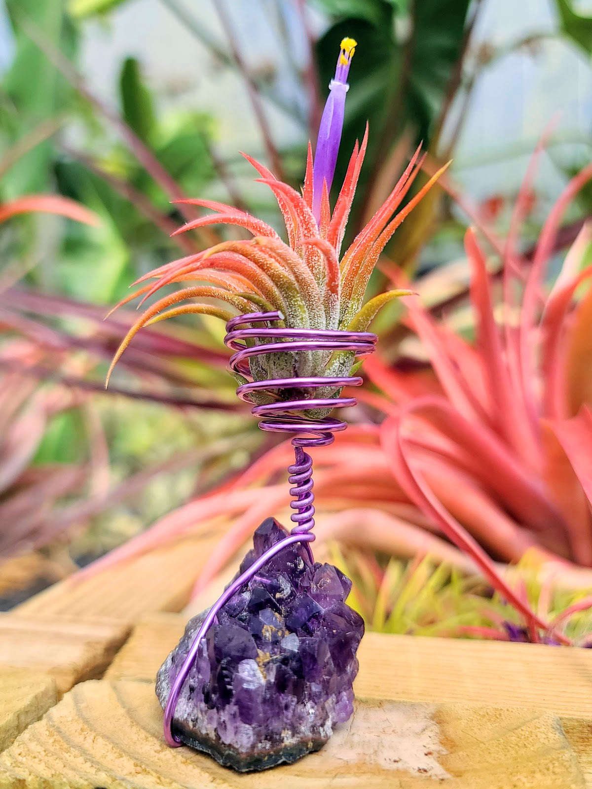 WYSIWYG Amethyst Cluster Air Plant Holder with Ionantha Mexican