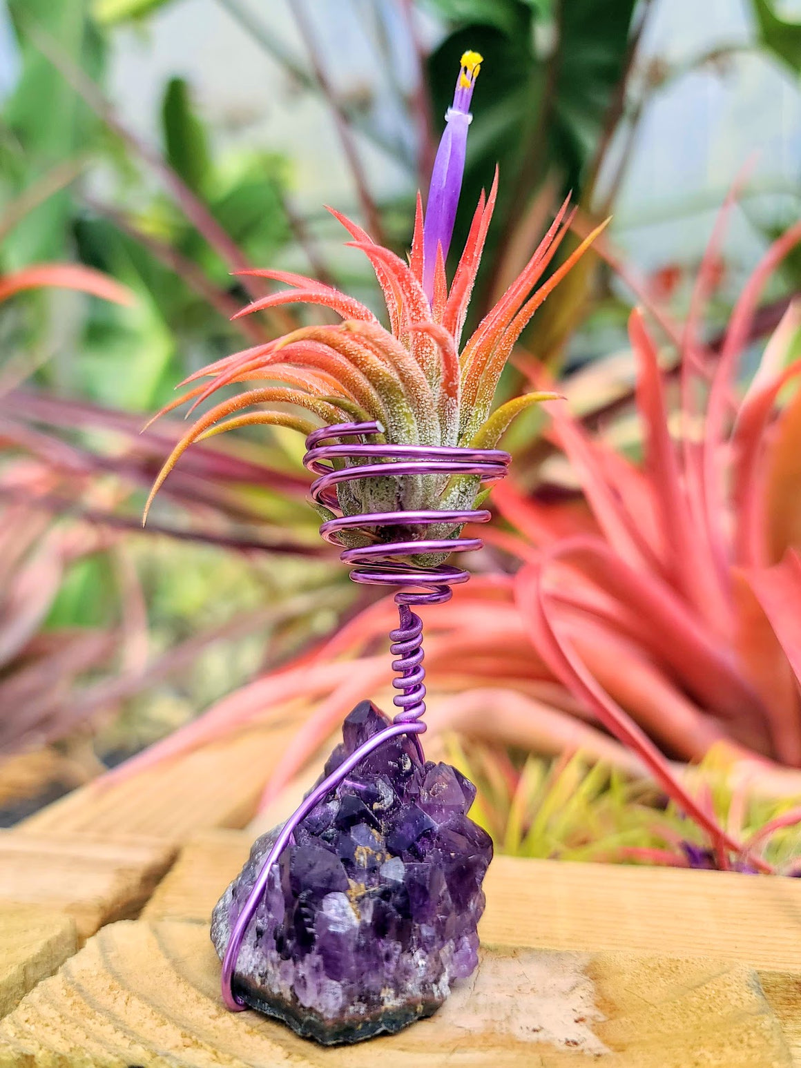 WYSIWYG Amethyst Cluster Air Plant Holder with Ionantha Mexican