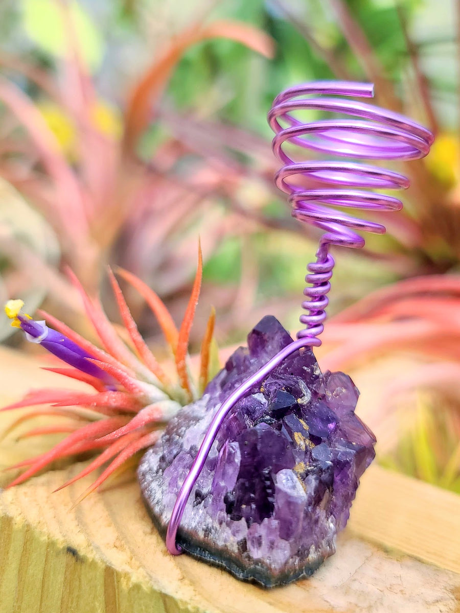 WYSIWYG Amethyst Cluster Air Plant Holder with Ionantha Mexican