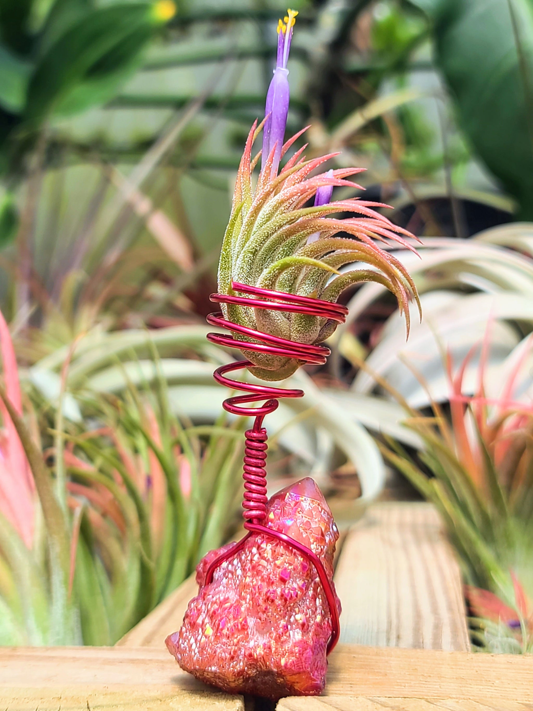 WYSIWYG Red Aura Quartz Cluster Air Plant Holder with Ionantha Mexican