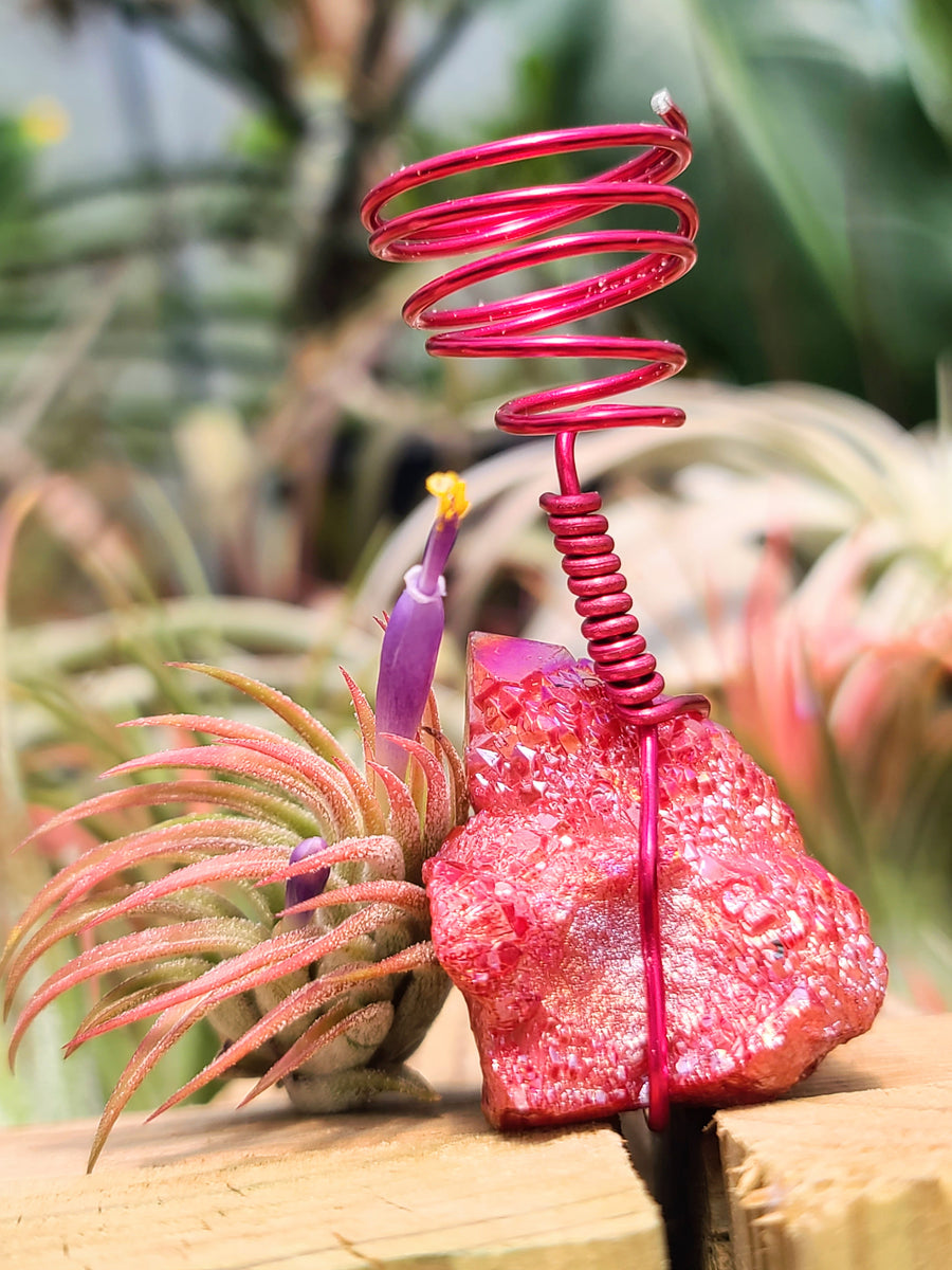 WYSIWYG Red Aura Quartz Cluster Air Plant Holder with Ionantha Mexican