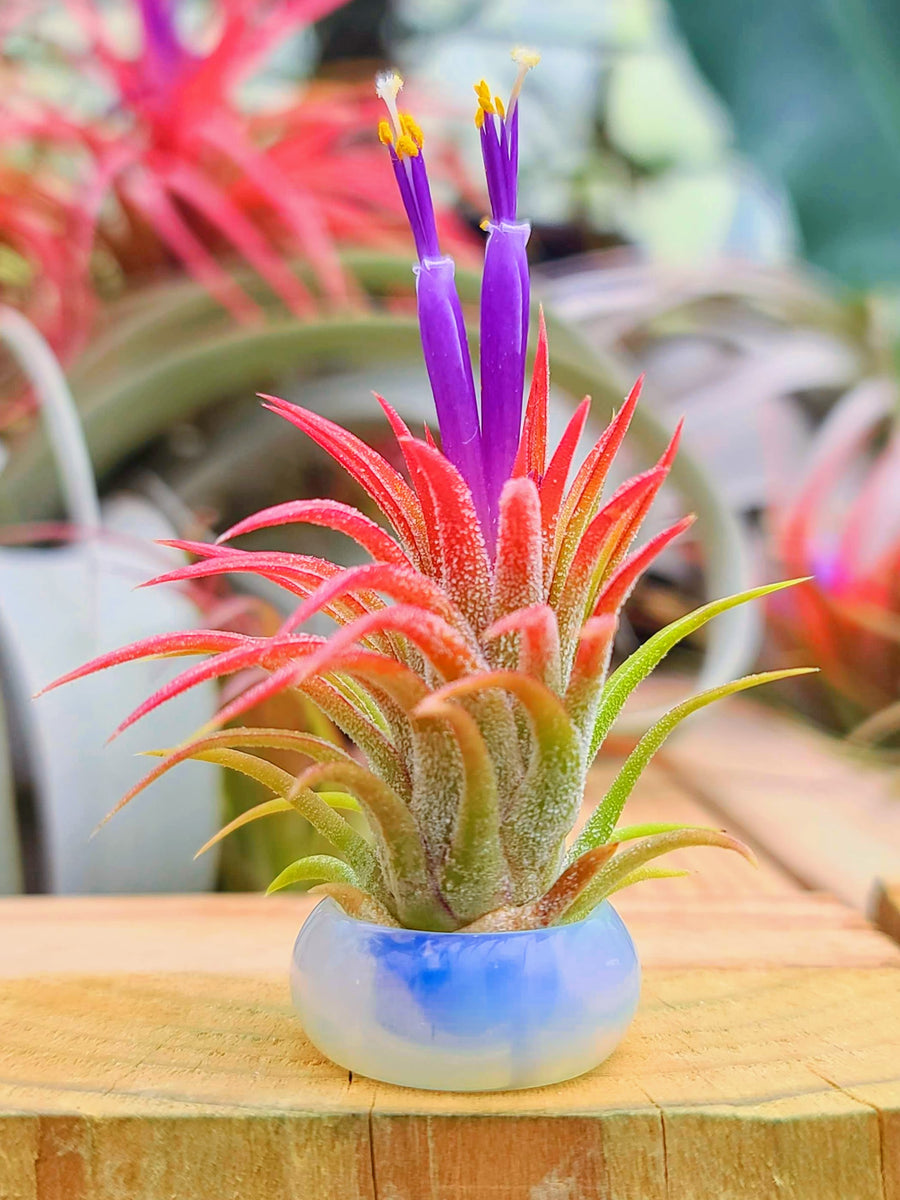 Opalite Ring Air Plant Holder w/ Air Plant