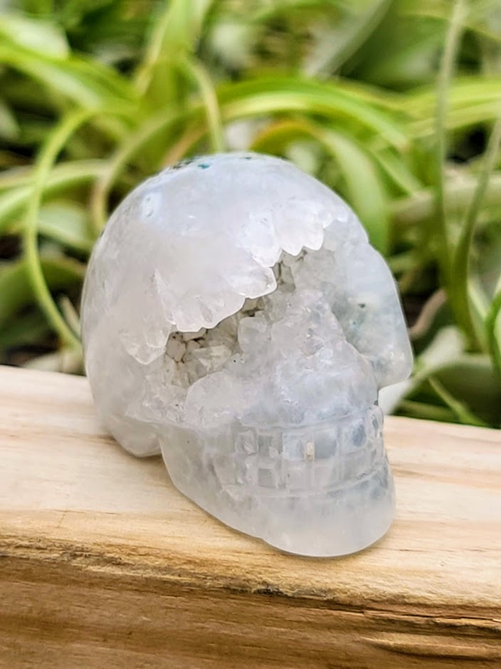 Medium Tree Agate Skull Carving