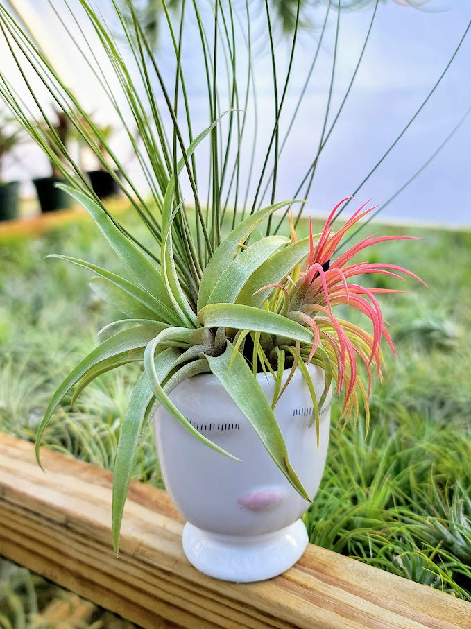 Air Plant Bouquet w/ Face Pot Holder