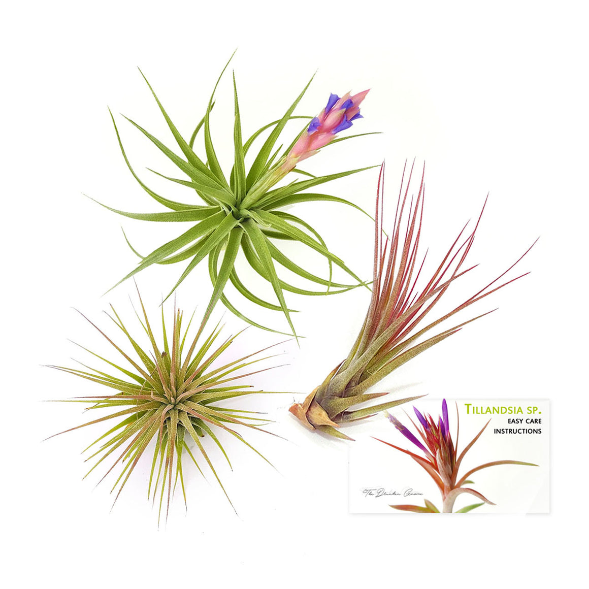 Air Plant Variety Pack (3, Medium 3"+)