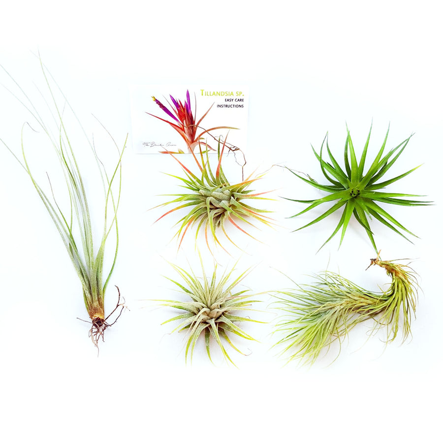 Air Plant Variety Pack (5, Small 1-2")