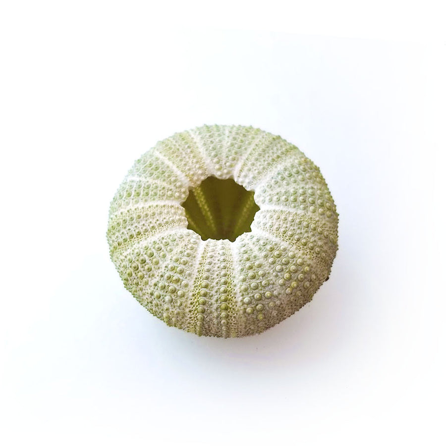 Green Urchin Air Plant Holder