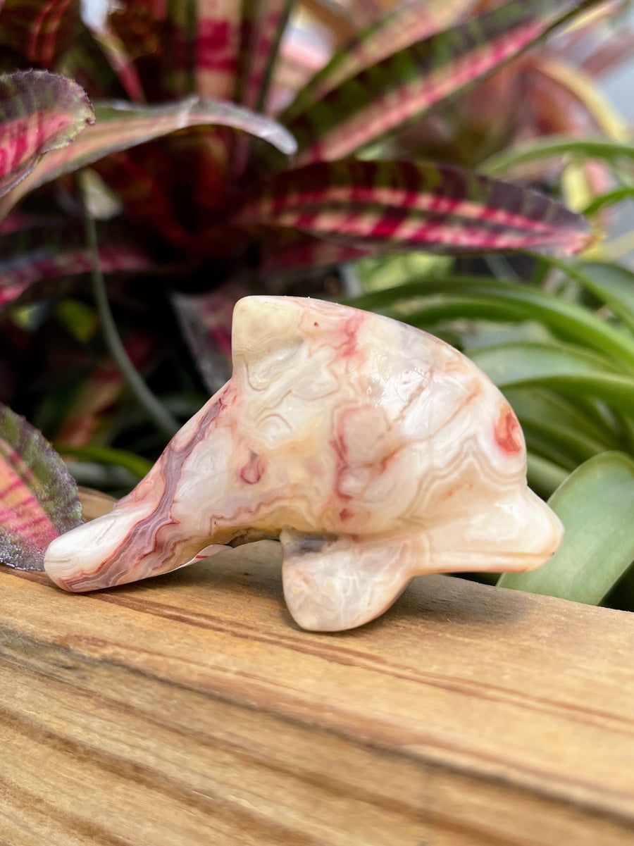 WYSIWYG Crazy Lace Crystal Dolphin Carving