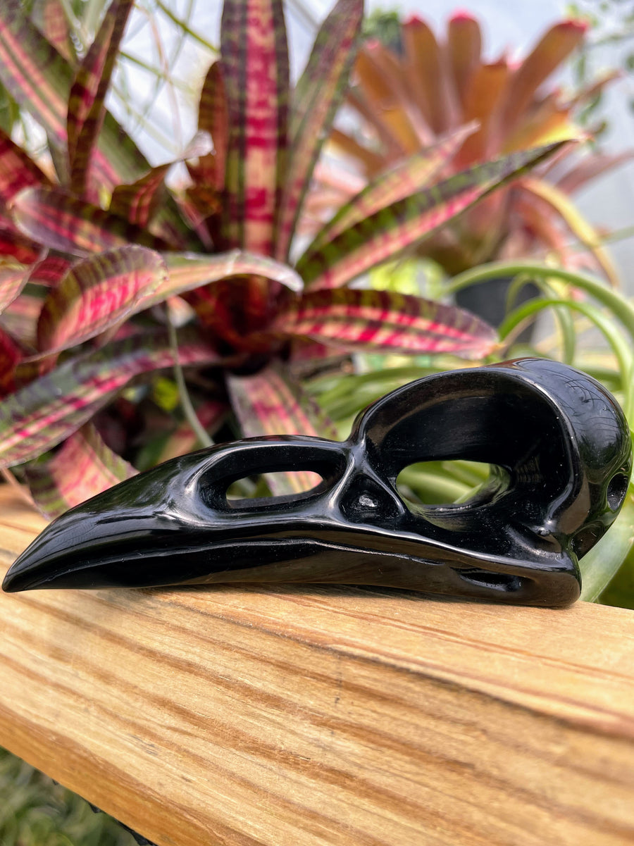 Black Obsidian Raven Skull Crystal Carving