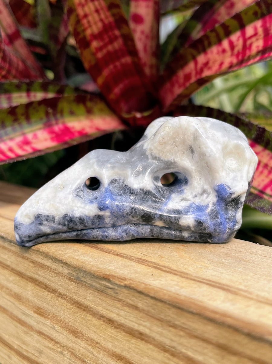 Sodalite Raven Skull Crystal Carving