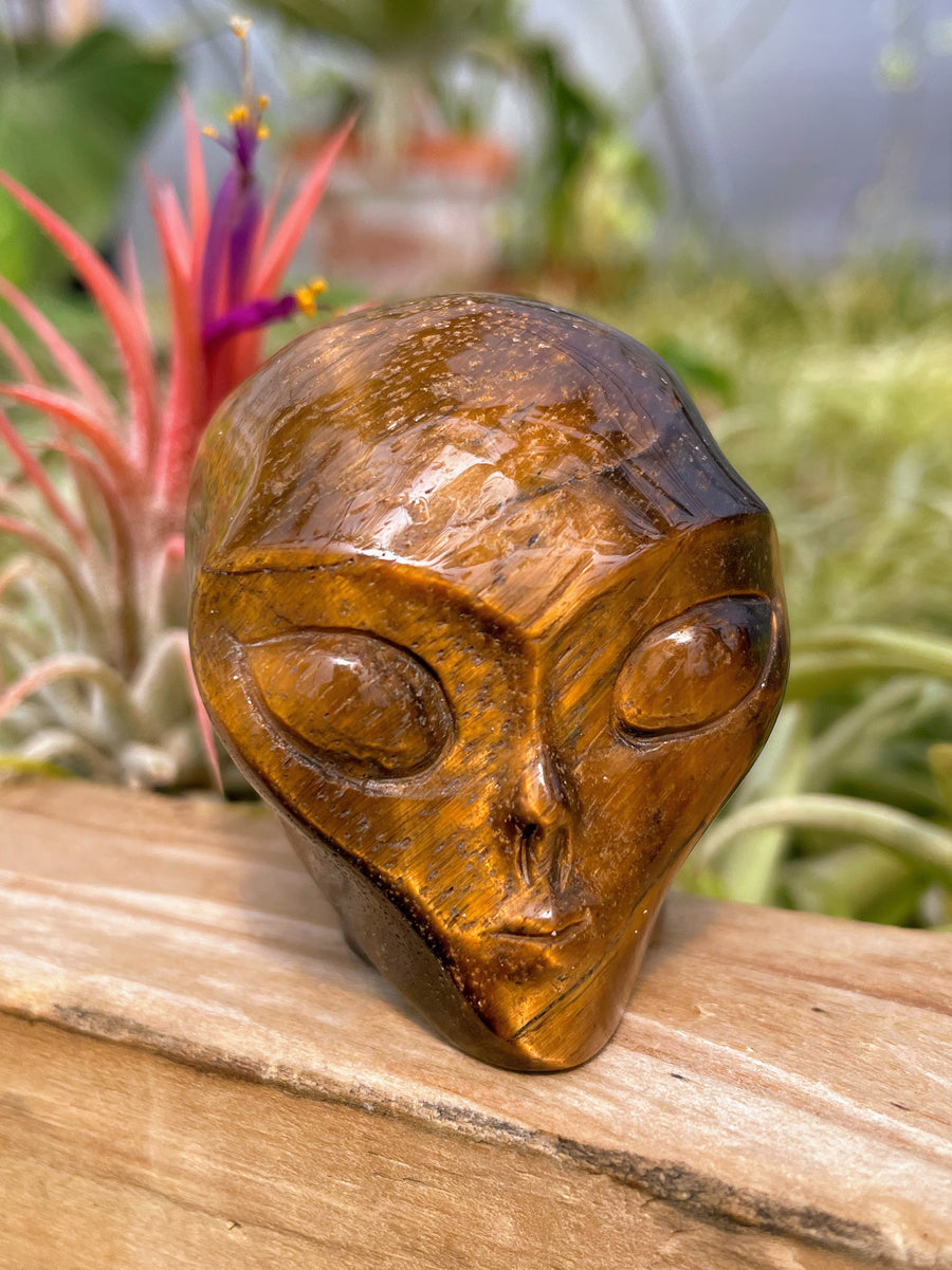 Tiger's Eye Alien Skull Carving