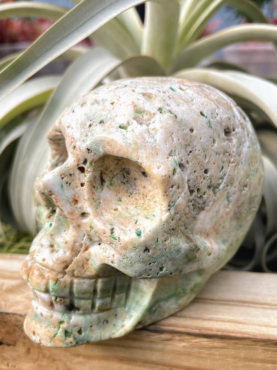 Large Phoenix Stone Skull Carving