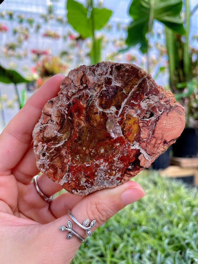 WYSIWYG- Petrified Wood Slab