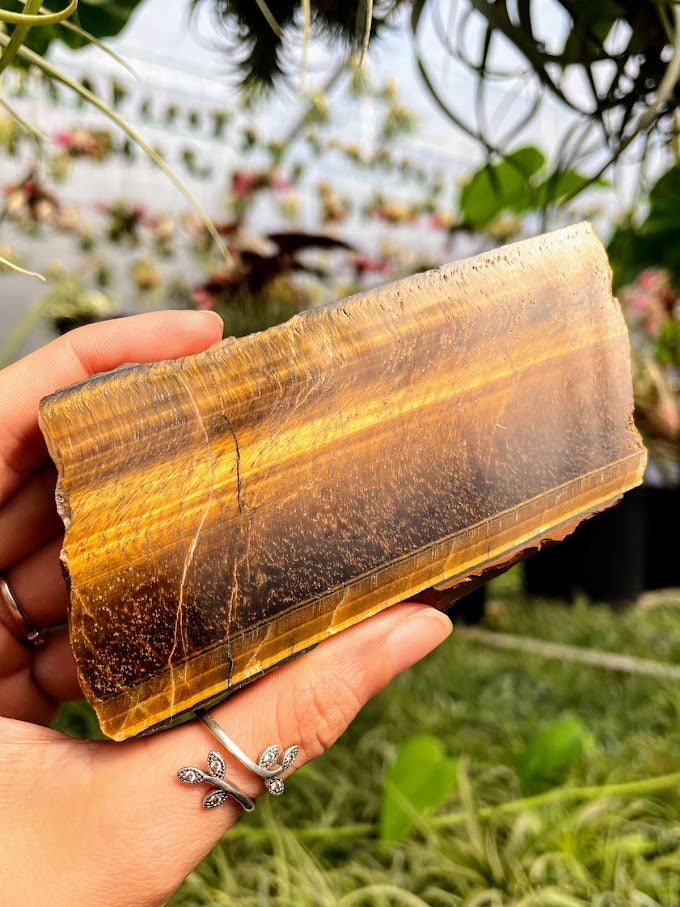 WYSIWYG- Tiger's Eye Slab