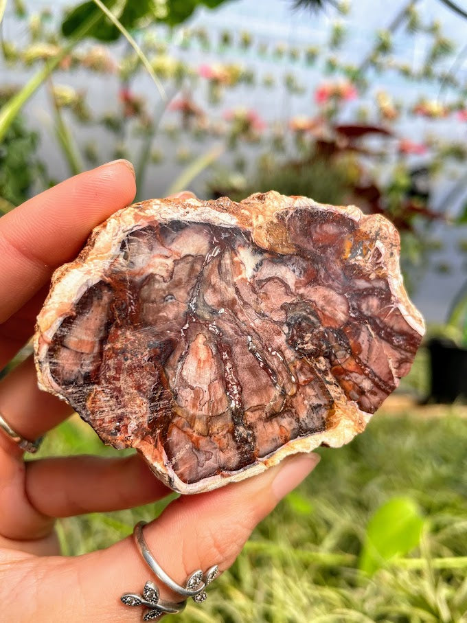 WYSIWYG- Petrified Wood Slab
