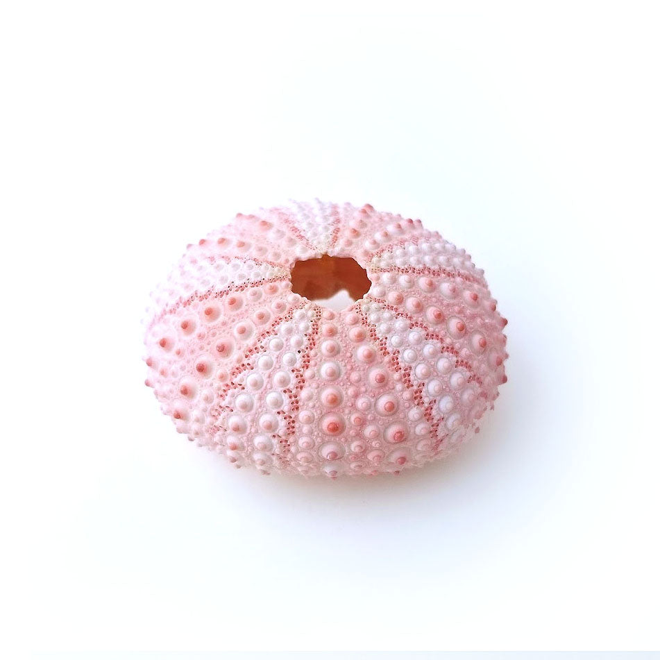 Pink Urchin Air Plant Holder