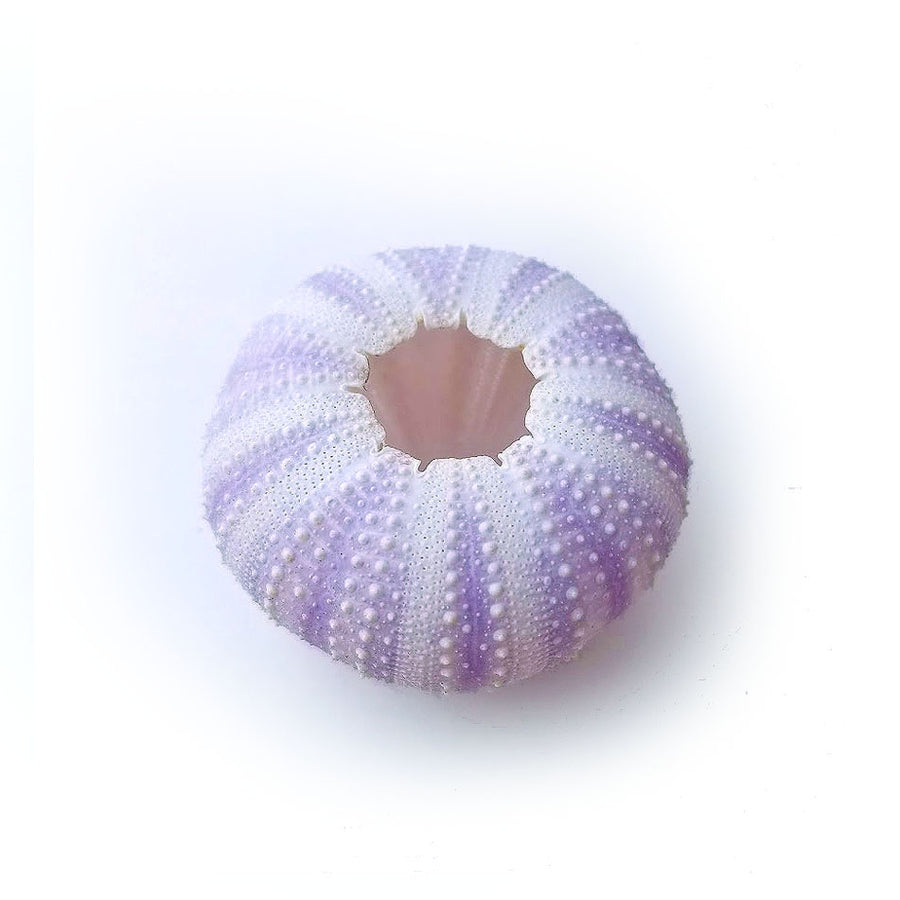Purple Urchin Air Plant Holder