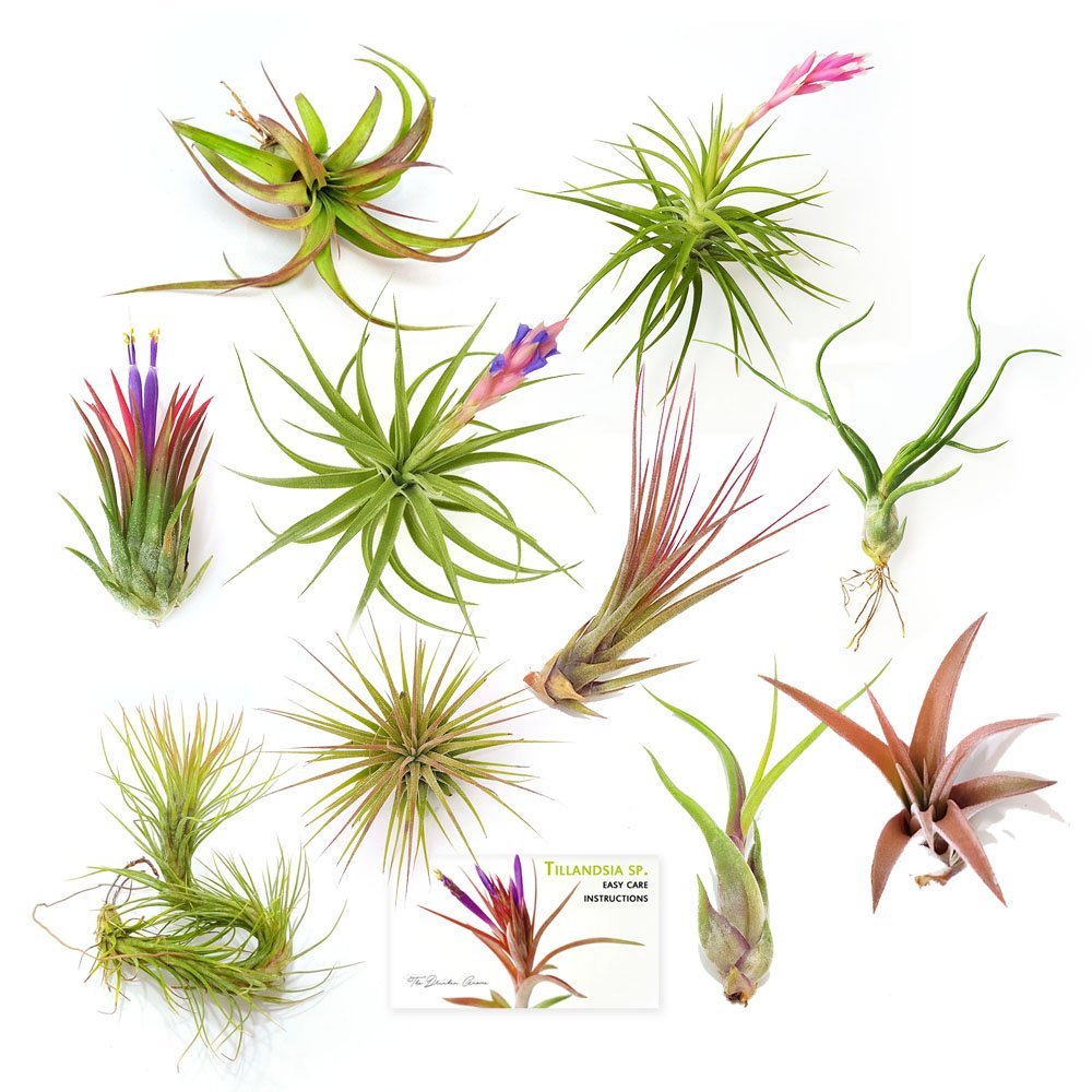 Air Plant Variety Pack (10, Medium 3"+)