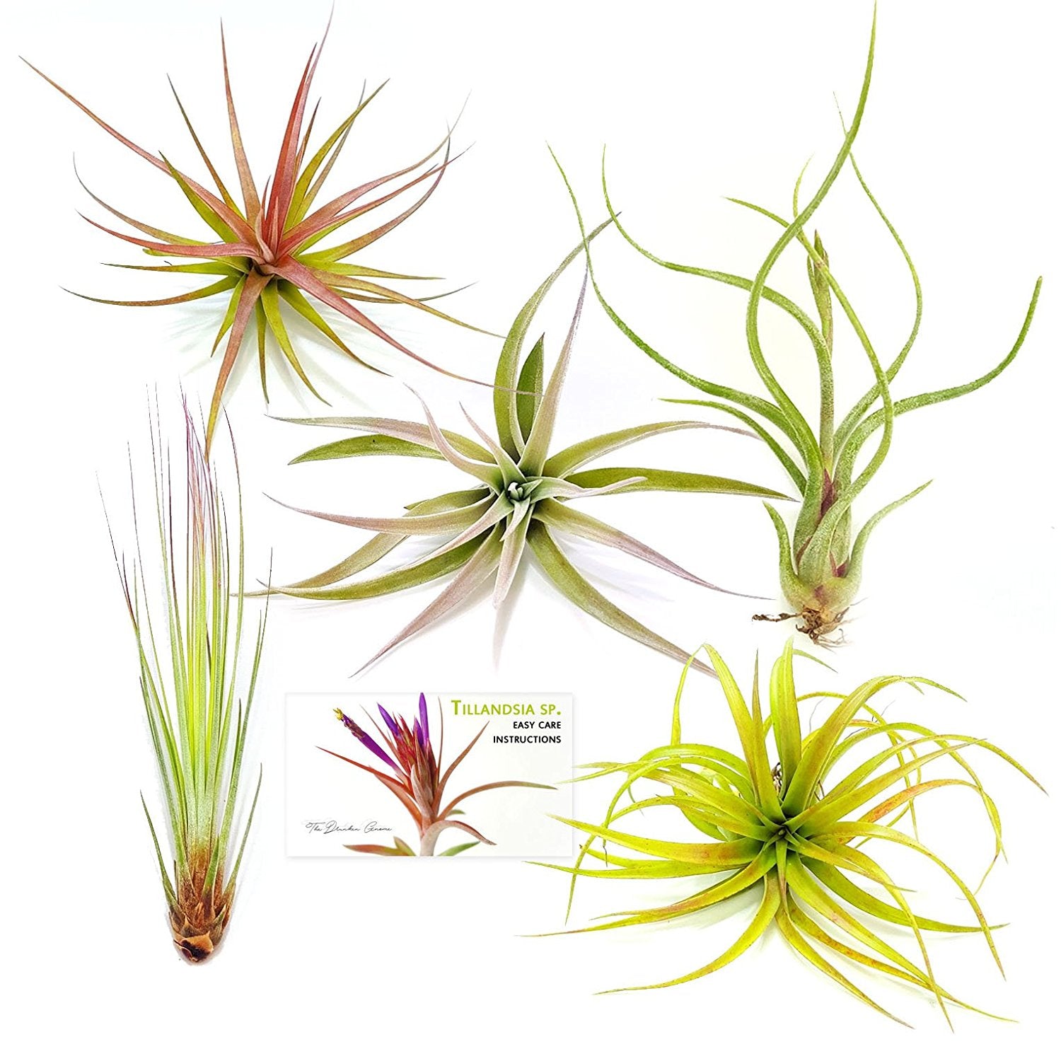 Air Plant Variety Pack (5, Large 4-5"+)