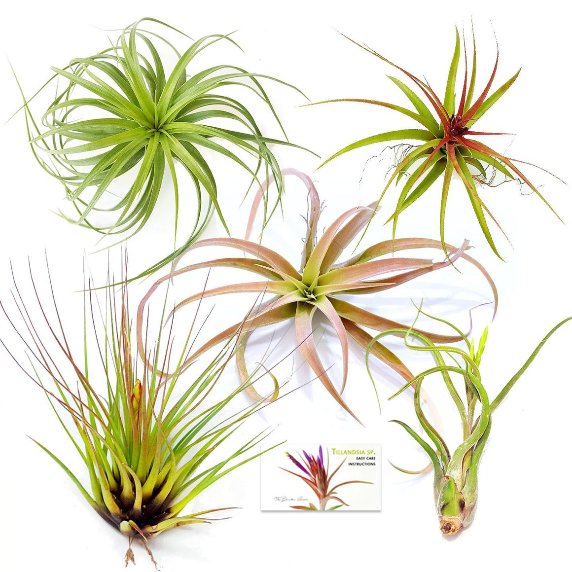 Air Plant Variety Pack (5, X-Large 6"+)