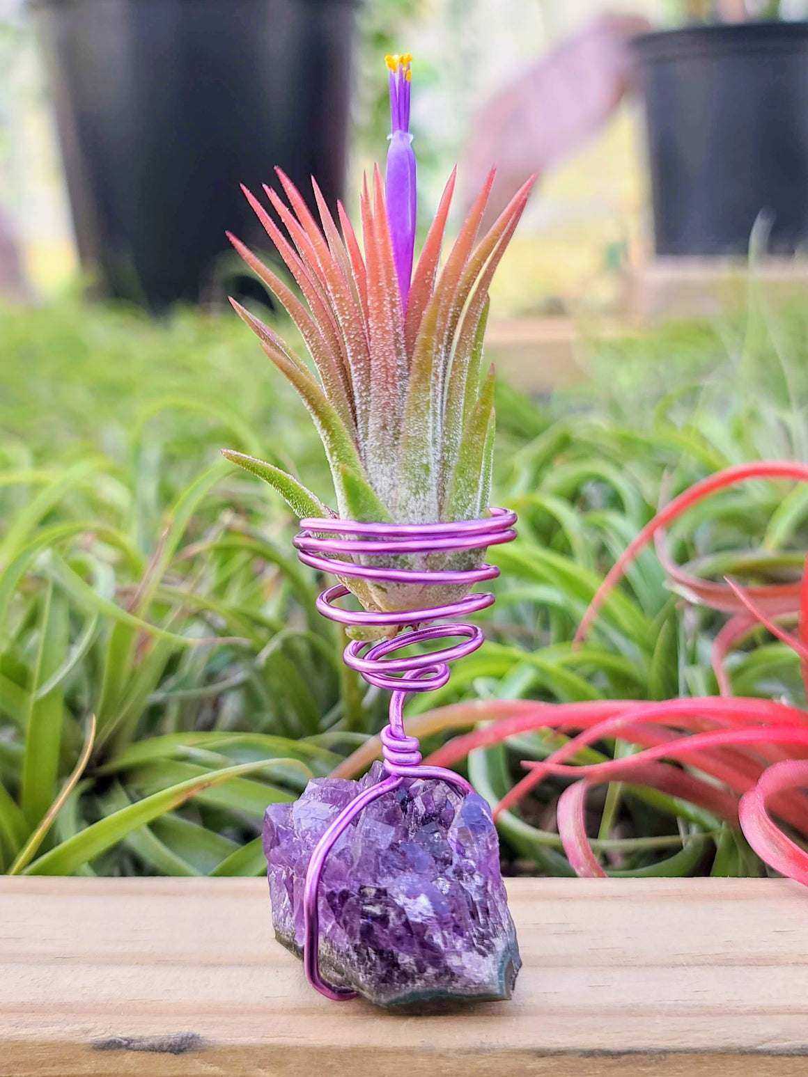 WYSIWYG Amethyst Cluster Air Plant Holder with Ionantha Mexican